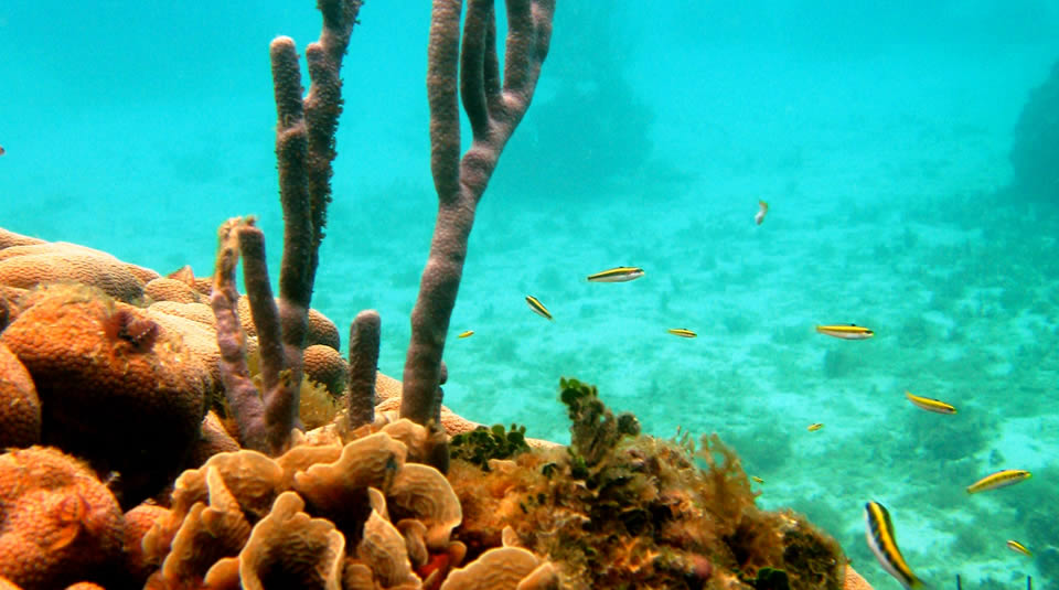 agrio tubo Convocar Parque Nacional Natural Corales del Rosario y de San Bernardo - Parques  Nacionales Naturales de Colombia