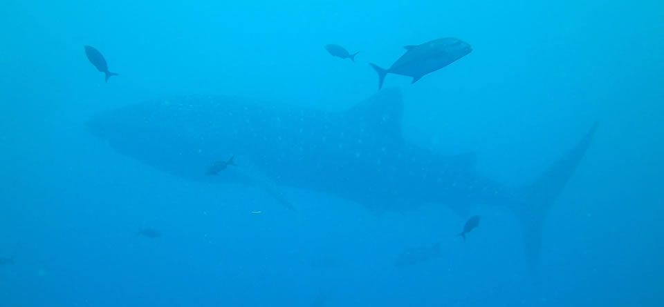 Tiburón ballena (Rhincodon typus)