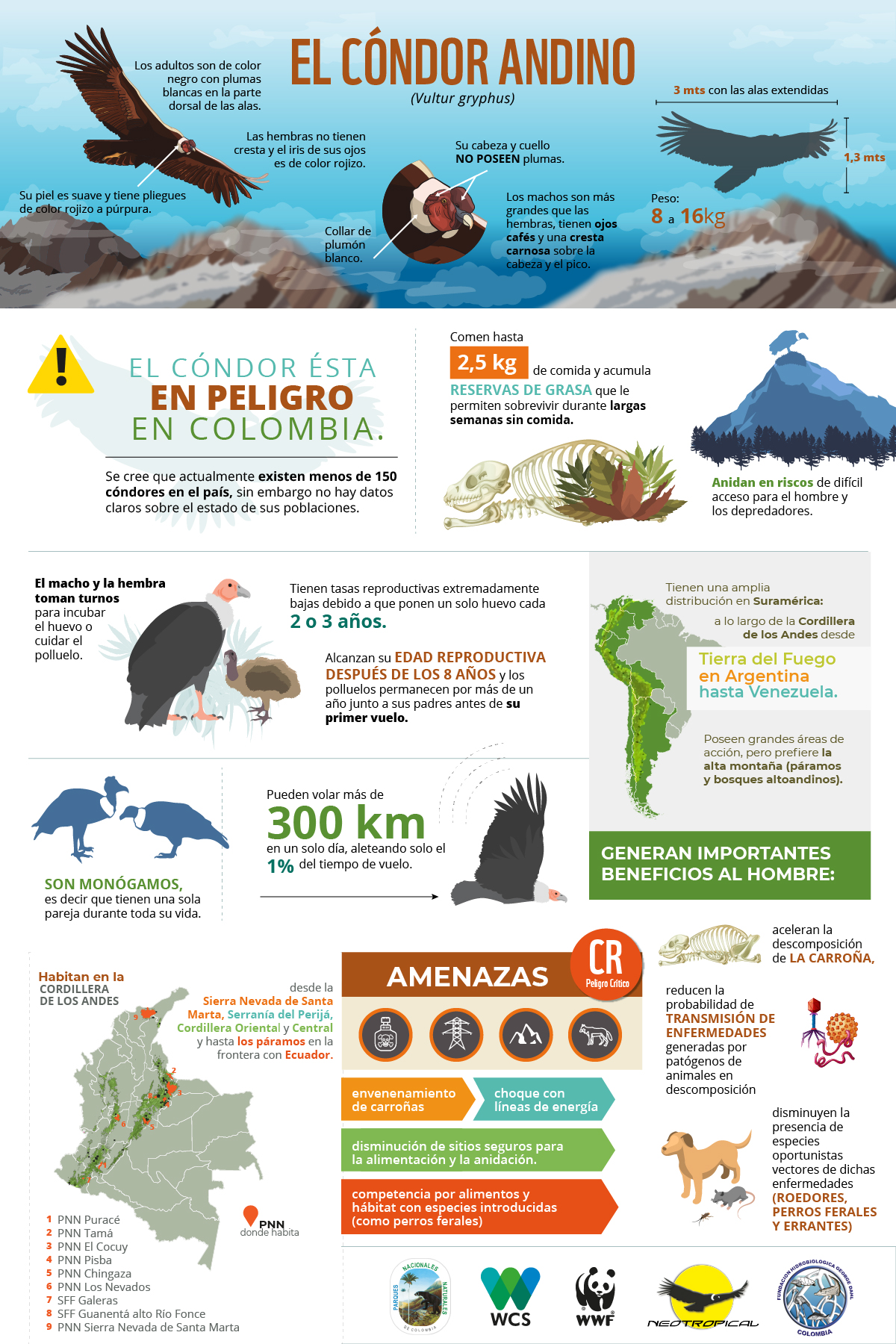 Primer Censo Nacional del Cóndor de los Andes será en febrero