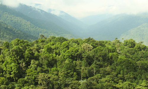 Fiscalía realiza la primera imputación por el delito de deforestación