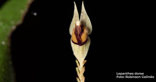 Desde Parques Nacionales Naturales de Colombia compartimos que fueron descubiertas cuatro nuevas especies de orquídeas en el Valle del Cauca