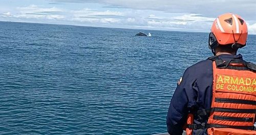Armada de Colombia apoya labores de rescate para salvaguardar la vida de una ballena