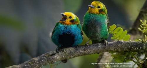 Colombia nuevamente ocupa el primer lugar en avistamiento de aves en el mundo durante el October Big Day