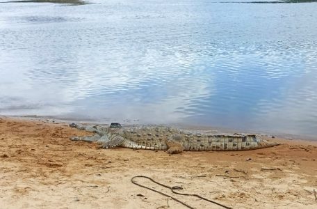Los sistemas lagunares del río Tomo, ubicados en el Parque Nacional Natural El Tuparro, son ahora el hogar de 14 individuos adultos del cocodrilo de agua dulce, conocido como caimán llanero (Crocodylus intermedius)