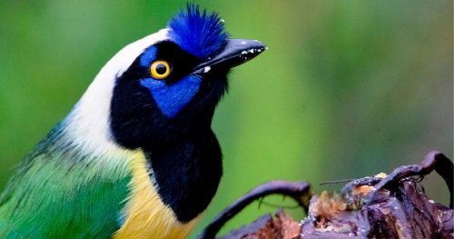 Parques Nacionales Naturales participará en el Global Big Day 2023, porque Colombia es potencia mundial de las aves