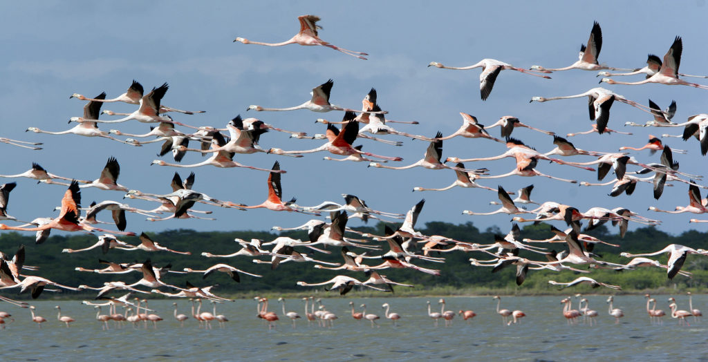 Flamencos-Flamenocs-Archivo-de-Parques