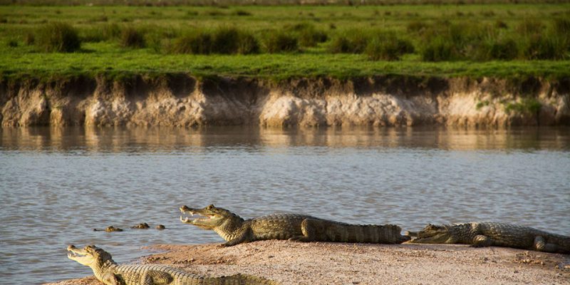 CINARUCO-RESG-CANO-MOCHUELO-ABRIL-2017-Fotografia-Rodrigo-Duran-Bahamon-0068 CINARUCO-RESG-CANO-MOCHUELO-ABRIL-2017-Fotografia-Rodrigo-Duran-Bahamon-0068