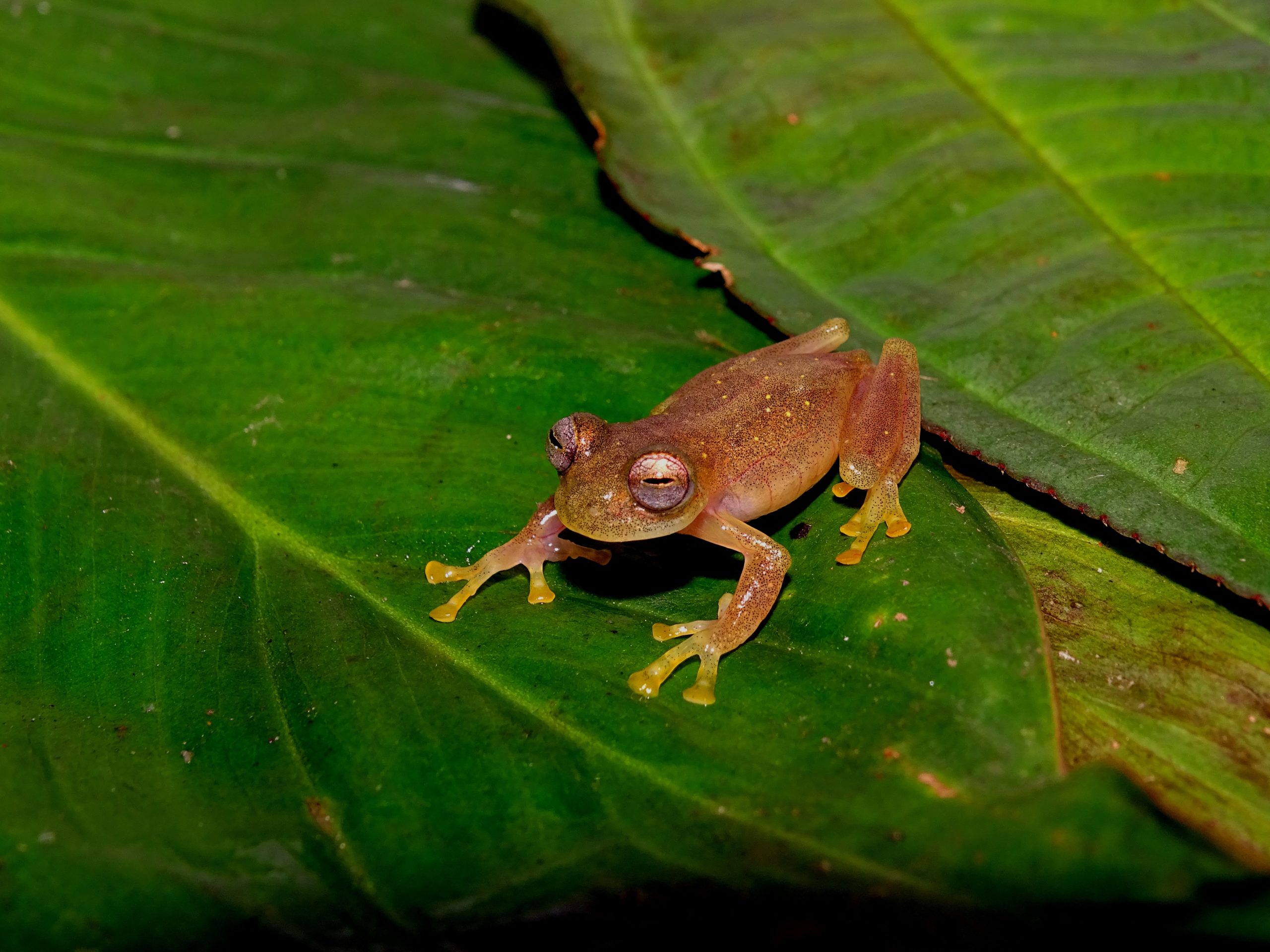 Rana-decristal-spilotus-endemica..