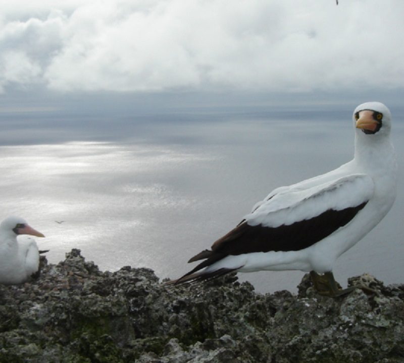 archivo_sff_malpelo archivo_sff_malpelo