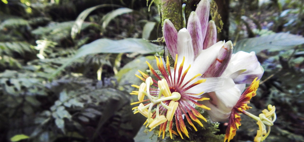 La conservación de los Parques Nacionales Naturales en la Amazonía, un proceso de gestión conjunta La conservación de los Parques Nacionales Naturales en la Amazonía, un proceso de gestión conjunta