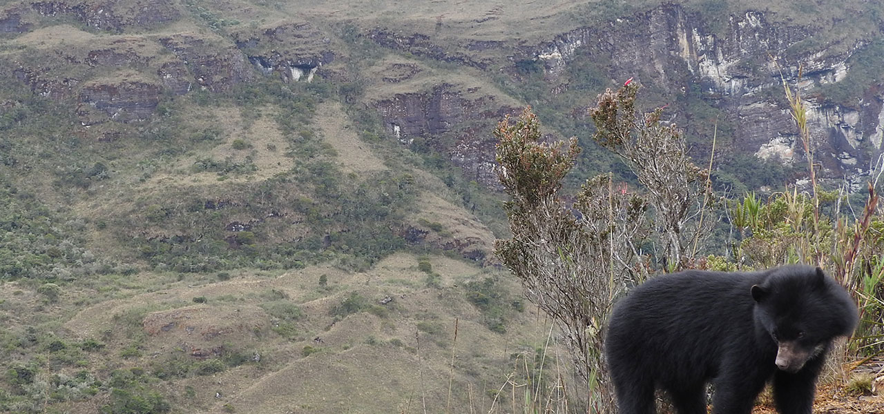 El Oso Andino extendió su presencia en 23 de las 62 áreas protegidas de los Parques Nacionales
