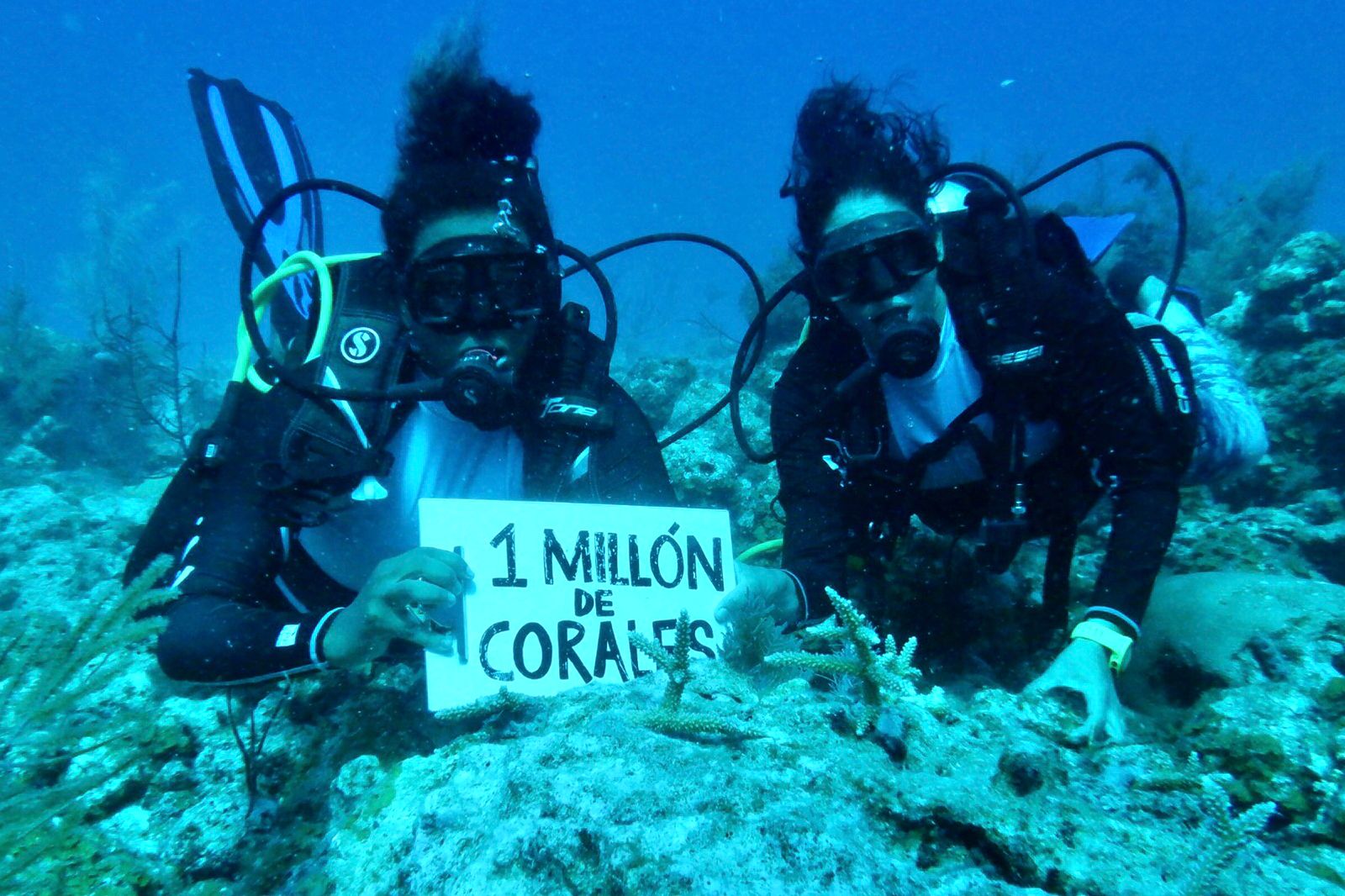 Avanza programa Un Millón de Corales por Colombia para restaurar arrecifes