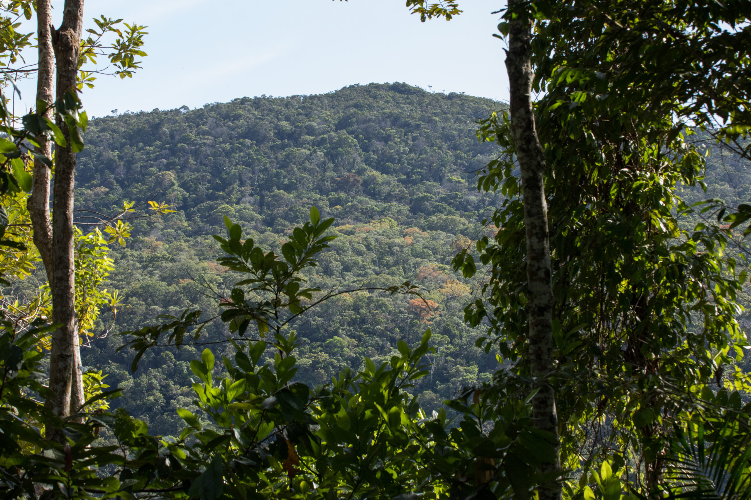 Día internacional de los bosques Día internacional de los bosques