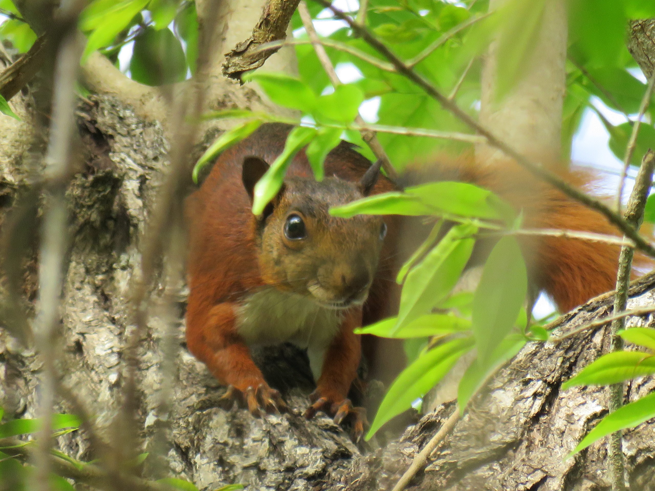 Hoy en el Día Mundial de la Vida Silvestre Parques Naturales hace llamado a la preservación de estas especies vitales en la supervivencia de nuestro planeta Hoy en el Día Mundial de la Vida Silvestre Parques Naturales hace llamado a la preservación de estas especies vitales en la supervivencia de nuestro planeta
