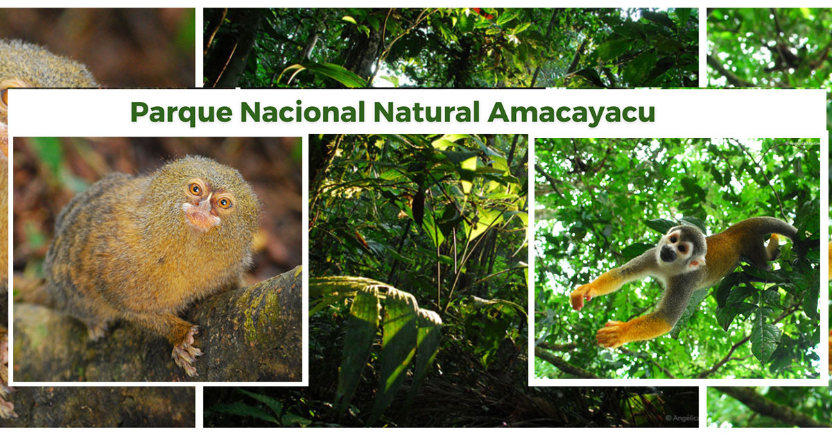 Indígenas Tikuna rescatan a una nutria bebé en el Parque Nacional Natural  Amacayacu - Parques Nacionales Naturales de Colombia