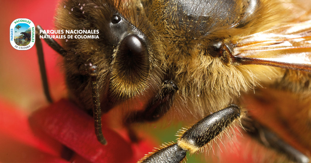 Las abejas vitales en la supervivencia de los ecosistemas