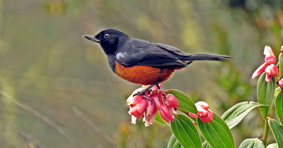 Colombia participa en el Global Big Day y busca recuperar el primer lugar en avistamiento de aves en el mundo