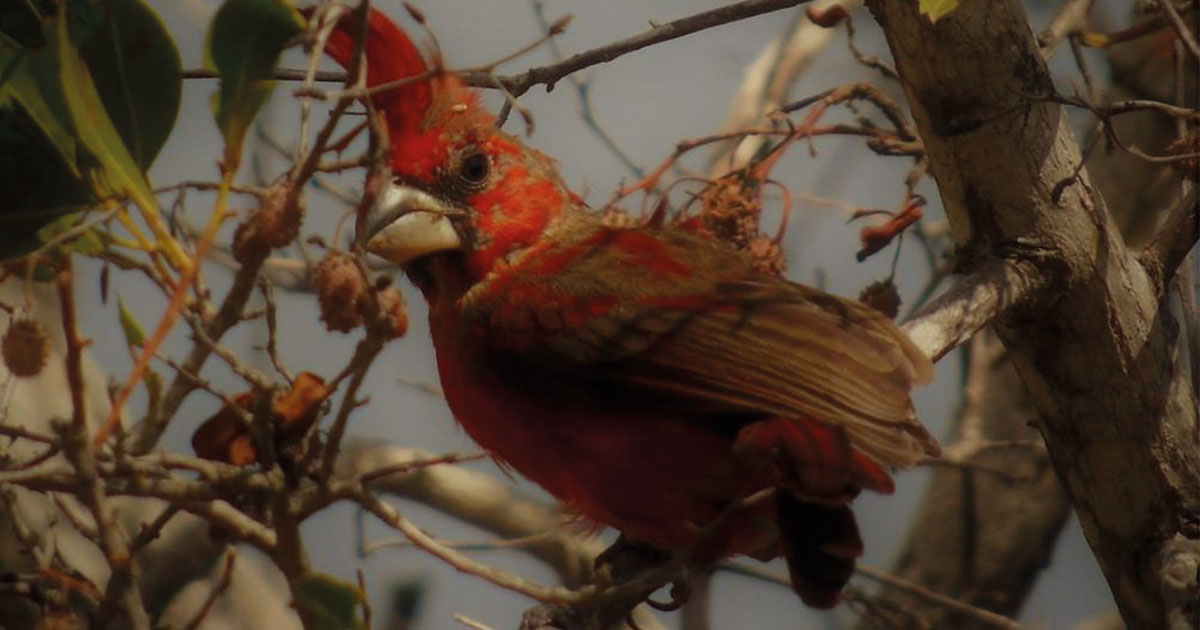 Colombia nuevamente en el primer lugar en avistamiento de aves en el mundo