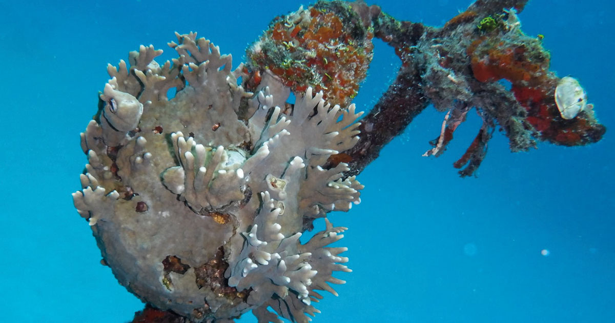 Con la jornada de restauración Coralízate, se celebra hoy el Día Mundial de los Arrecifes Con la jornada de restauración Coralízate, se celebra hoy el Día Mundial de los Arrecifes