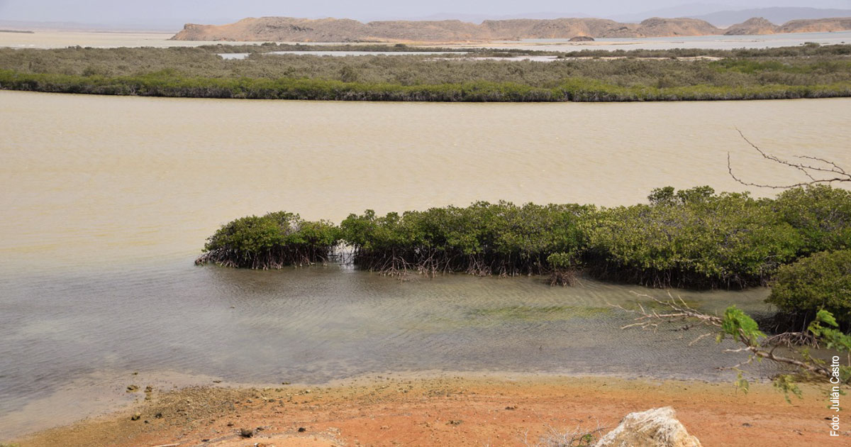 Comunidades wayuu, decididas a proteger los manglares Comunidades wayuu, decididas a proteger los manglares