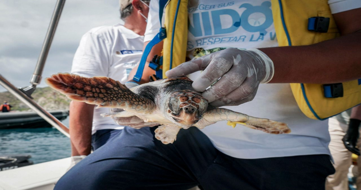 Las longevas de los océanos, así son las tortugas marinas que habitan en Colombia