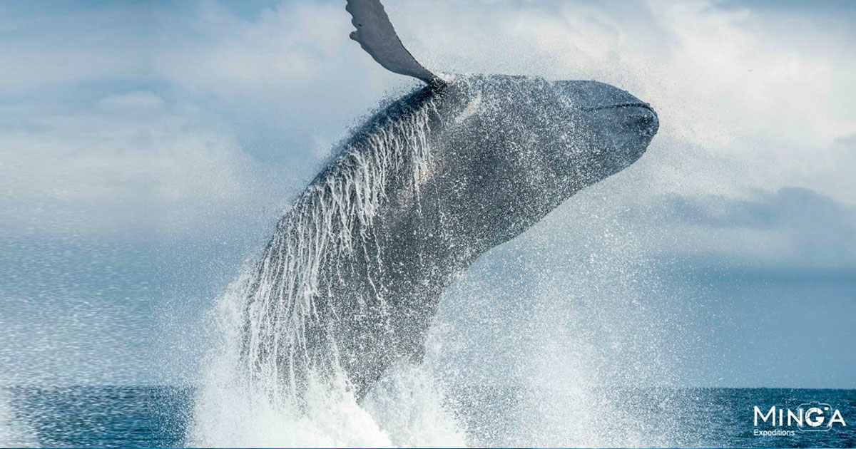 Un canto de amor en el Pacífico, bienvenidas las ballenas a Colombia