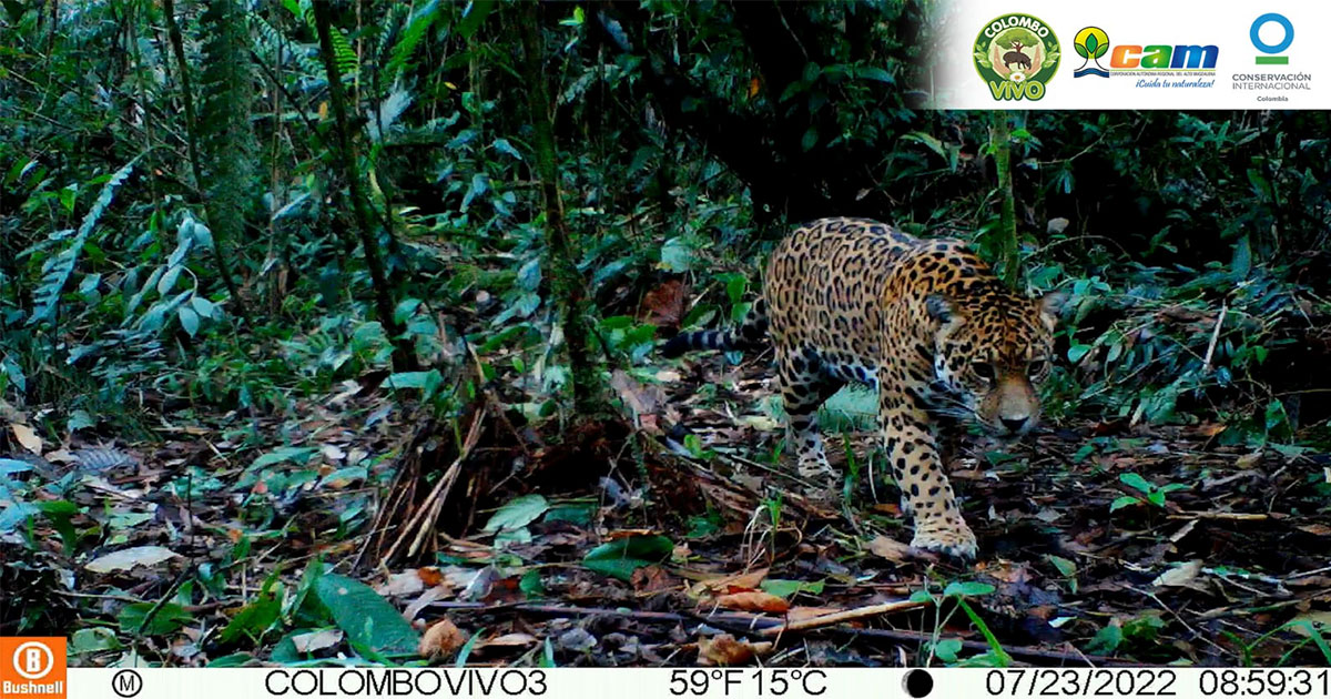 ¡Histórico! Por primera vez cámaras trampa registran un Jaguar en el Huila ¡Histórico! Por primera vez cámaras trampa registran un Jaguar en el Huila