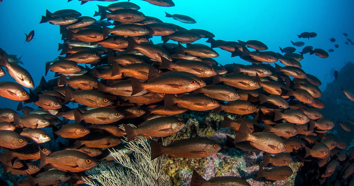 Actualización del plan de manejo del Distrito Nacional de Manejo Yuruparí Malpelo Actualización del plan de manejo del Distrito Nacional de Manejo Yuruparí Malpelo