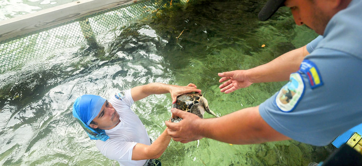 Nueva Jornada de liberación de tortugas marinas en el Parque Nacional Natural Corales del Rosario y San Bernardo. Nueva Jornada de liberación de tortugas marinas en el Parque Nacional Natural Corales del Rosario y San Bernardo.