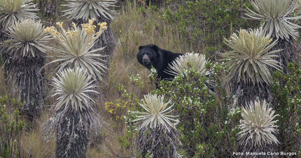 Conservar los Parques Naturales abre oportunidades en ecoturismo y bioeconomía Conservar los Parques Naturales abre oportunidades en ecoturismo y bioeconomía