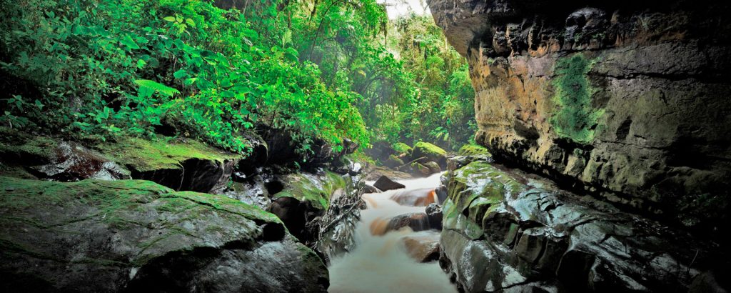 Parque Nacional Natural Cueva de los Guácharos Parques Nacionales