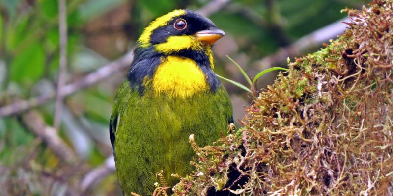 Bangsia del Tatamá (Bangsia aureocincta) Gold Ringed Tanager - especie endémica foto Jhon Eduar Rojas - Daniel Herrera Jaramillo