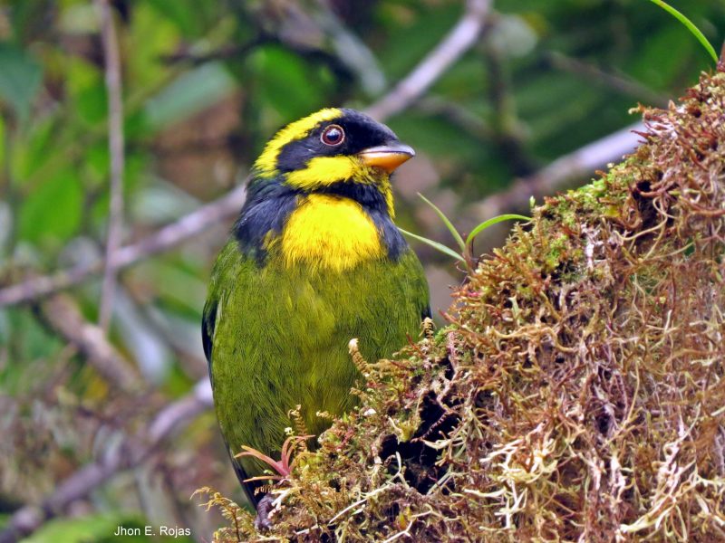 Bangsia del Tatamá (Bangsia aureocincta) Gold Ringed Tanager - especie endémica foto Jhon Eduar Rojas - Daniel Herrera Jaramillo