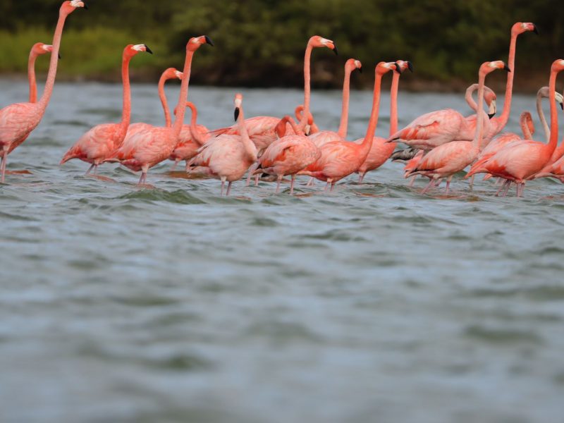 Flamencos - Nianza del Carmen Angulo - Jefe de SFF FLAMENCOS