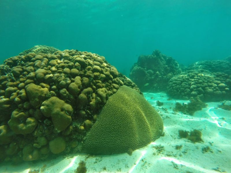 Foto Corales- Luis Londoño - EDUCACIÓN AMBIENTAL PNN - CRSB