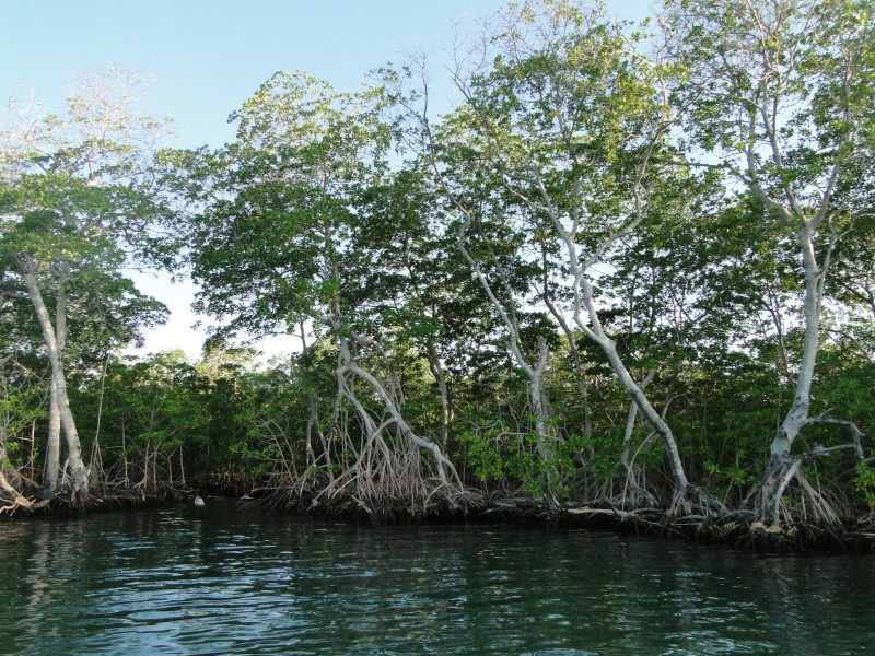 Foto - Esteban Zarza 03 Bosques de Manglar - EDUCACIÓN AMBIENTAL PNN - CRSB