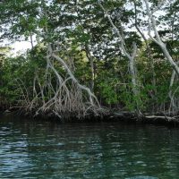Foto - Esteban Zarza 03 Bosques de Manglar - EDUCACIÓN AMBIENTAL PNN - CRSB