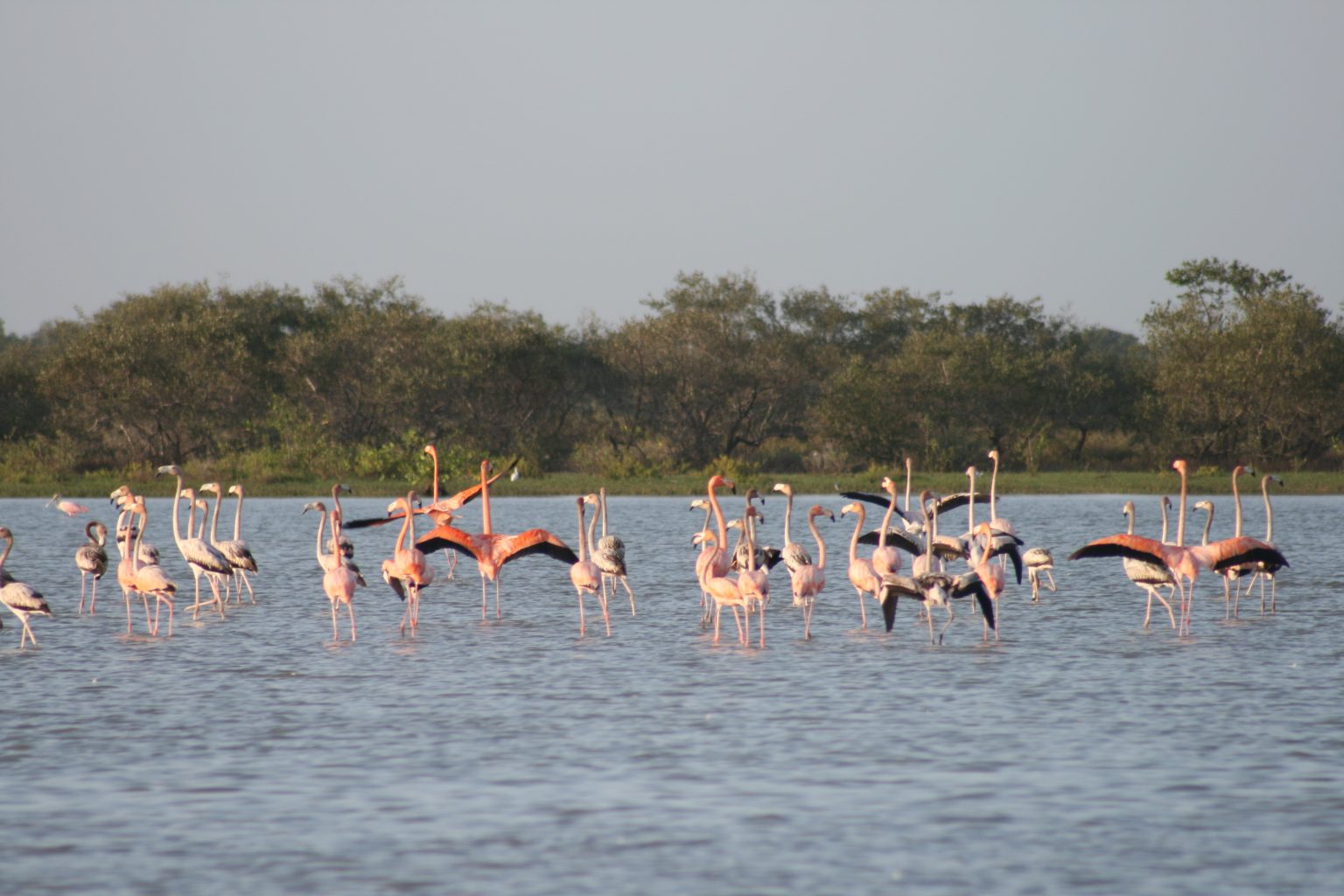 Santuario De Fauna Y Flora Los Flamencos Parques Nacionales Naturales santuario-de-fauna-y-flora-los-flamencos-parques-nacionales-naturales