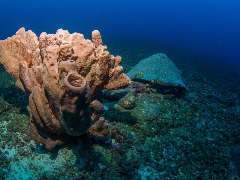 Juan Vega_buceo1 (2) - PNN Corales de Profundidad Investigaciones