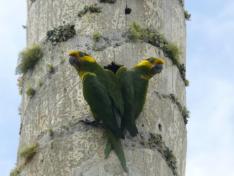 Loro Orejiamarillo, Subcuenca del Río Amoyá, Chaparral-Tolima, fotografía Archivo PNN Las Hermosas70587 - Henry Imbacuan Muñoz-PNN Las Hermosa