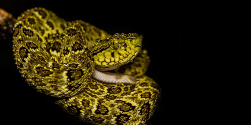 OK-Bothrops_punctatus-Cristian_Gonzales - Ricardo Sánchez - DTPA