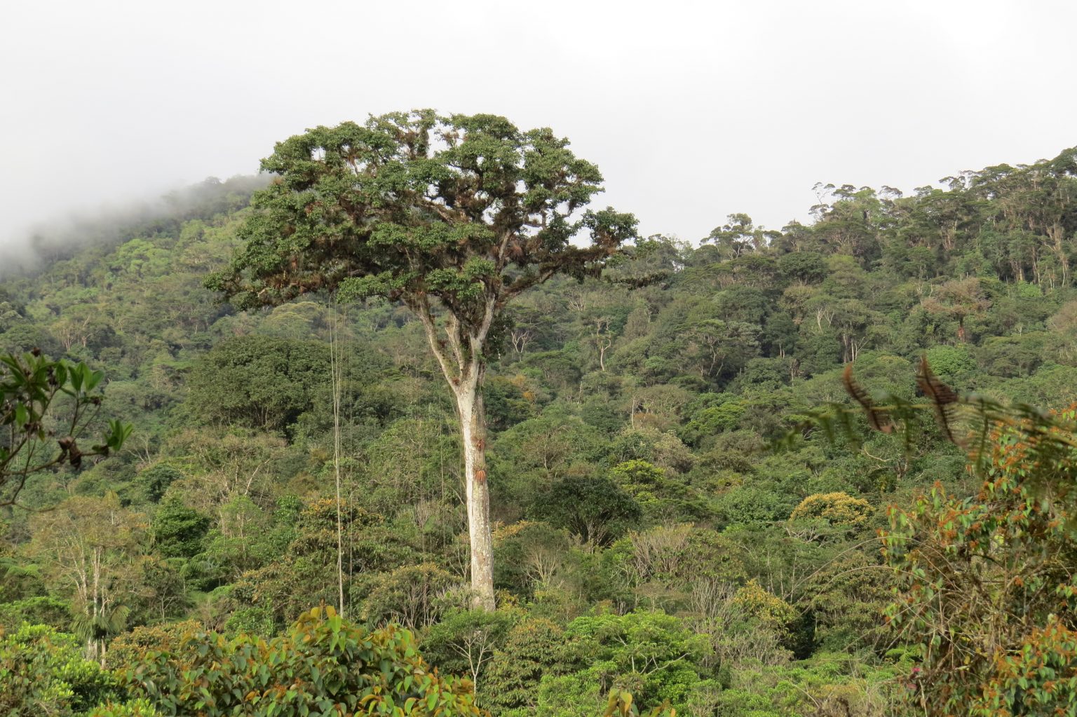 Parque Nacional Natural Cordillera de Los Picachos Parques Nacionales