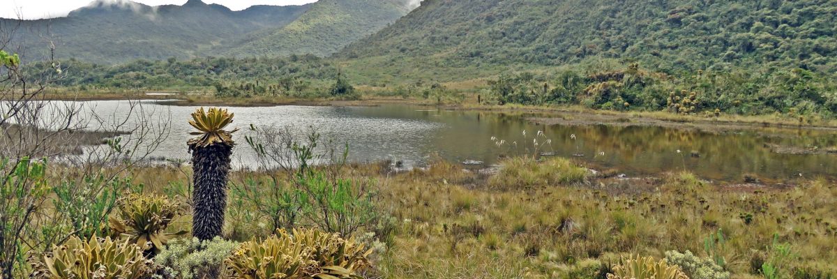 Páramo del Parque Nacional Natural Tatamá foto Jhon Eduar Rojas - Daniel Herrera Jaramillo