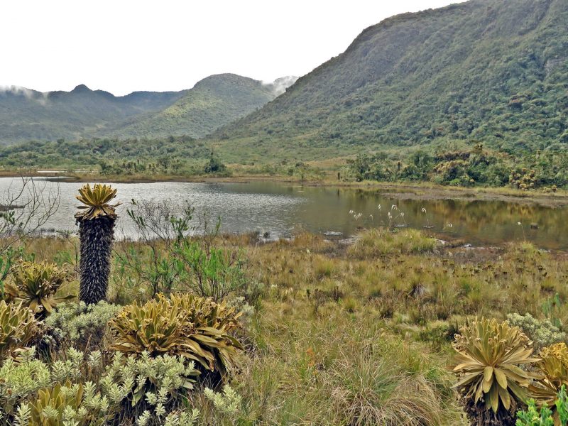 Páramo del Parque Nacional Natural Tatamá foto Jhon Eduar Rojas - Daniel Herrera Jaramillo