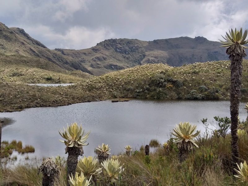 Paramo, fotografía Pablo Paya - Henry Imbacuan Muñoz-PNN Las Hermosa