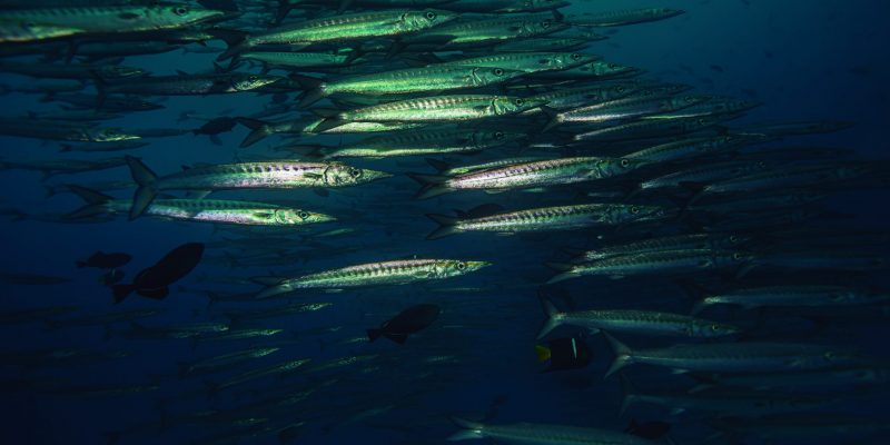 Sandra Bessudo. Barracudas. Malpelo 1S4A0618 - Ricardo Sánchez - DTPA