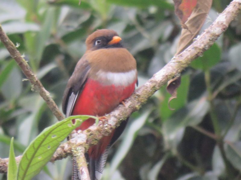 Trogon personatus IMG_7931 - Educación Ambiental PNN-PISBA