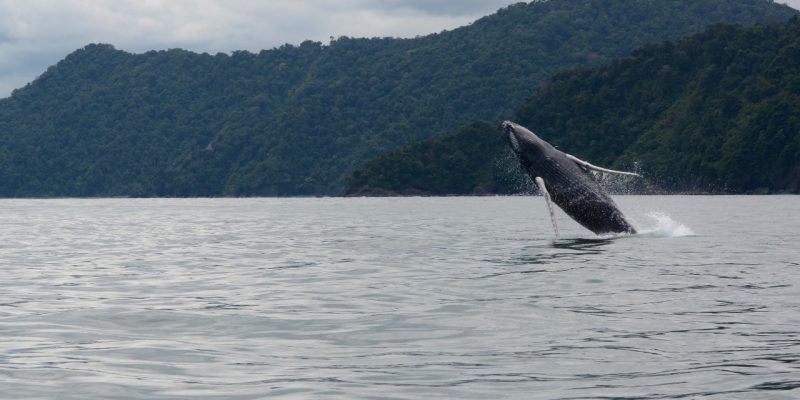 ballenas-llegan-a-utria-2 ballenas-llegan-a-utria-2
