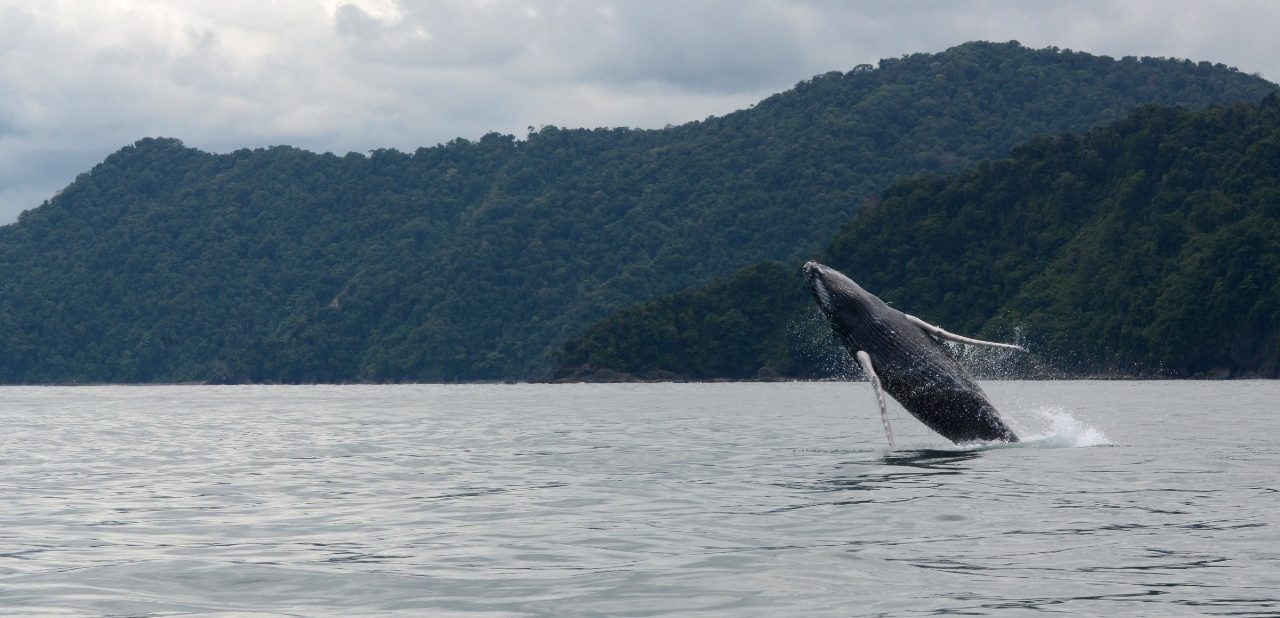 Utría, la bella: entre la selva, el mar y las ballenas Utría, la bella: entre la selva, el mar y las ballenas