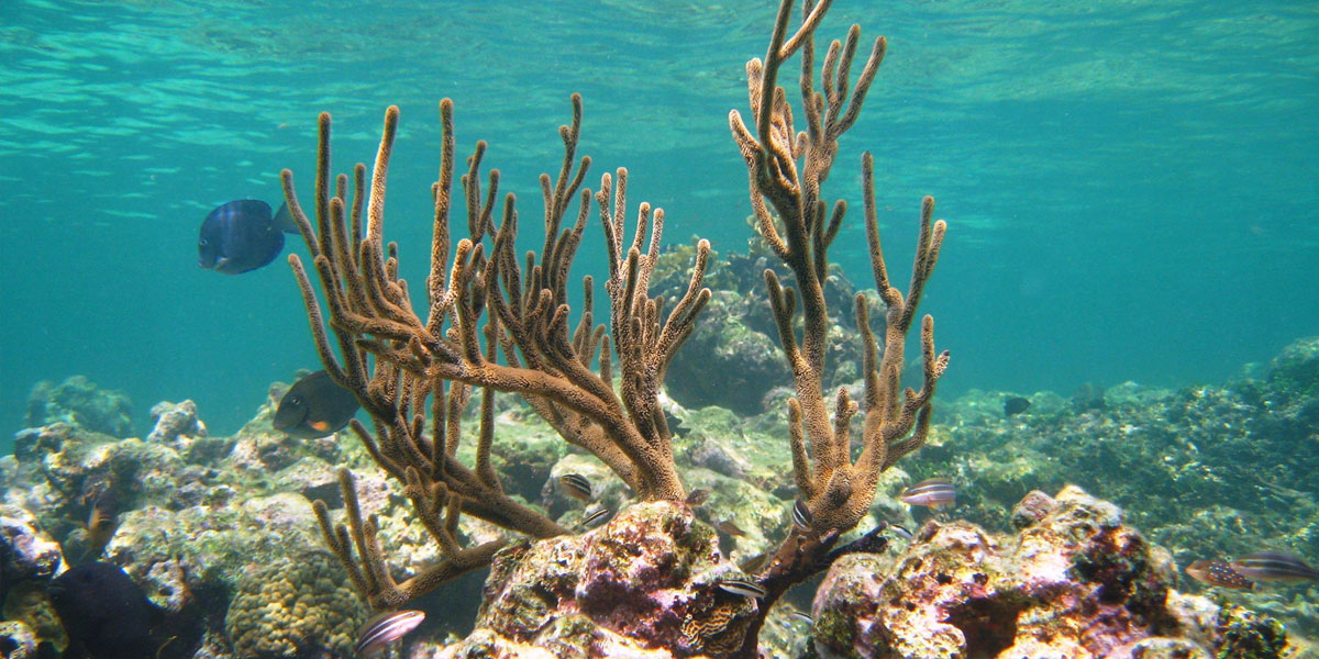 En el Día Mundial de los Océanos se trabaja por la restauración coralina en el Parque Nacional Natural Corales del Rosario y San Bernardo.